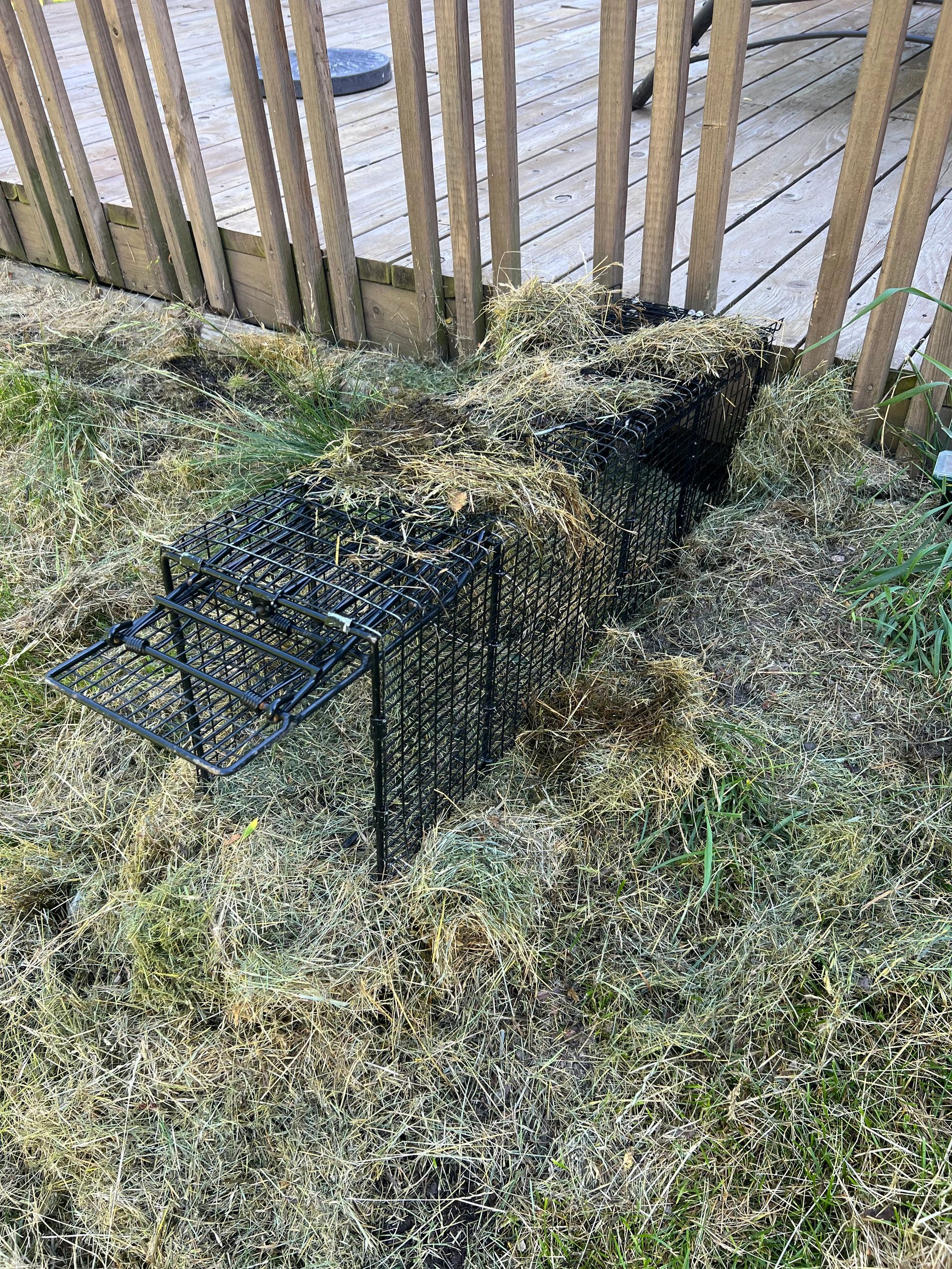 Where To Place Your Groundhog Traps